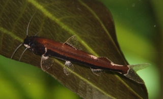 Cetopsorhamdia sp. `PERU 2`